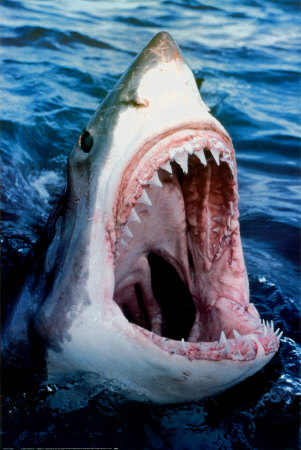 great white shark