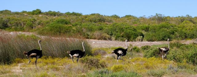 west-coast-warm-water-weekend-ostriches