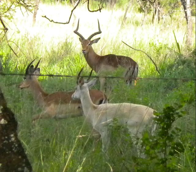 conrad-stoltz-training-white-impala