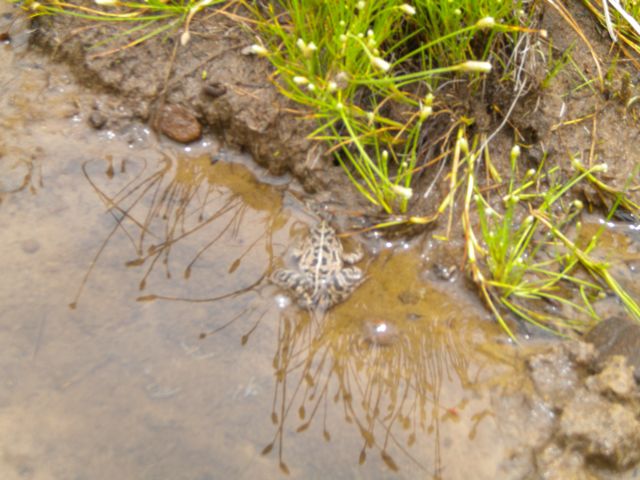 frog-in-fountain