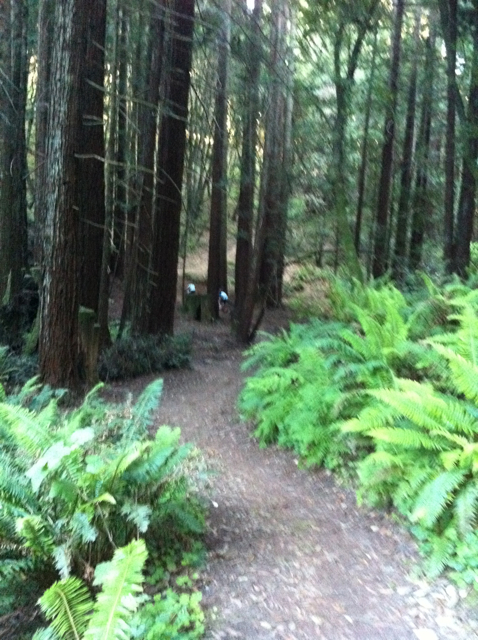 conrad-stoltz-xterra-santa-cruz-bike-forest conrad-stoltz-xterra-santa-cruz-bike-forest