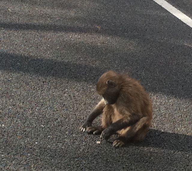 conrad-stoltz-franschhoek-baby-baboon