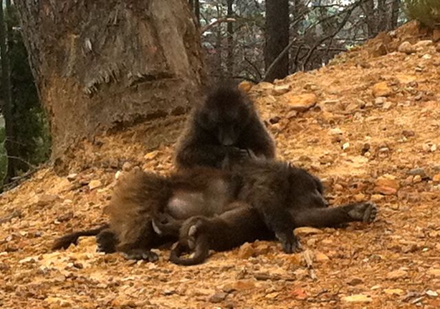 conrad-stoltz-franschhoek-lazy-baboons