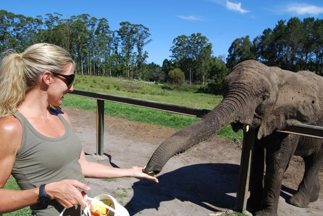 stoltz-honeymoon-iii-knysna-elephant-park