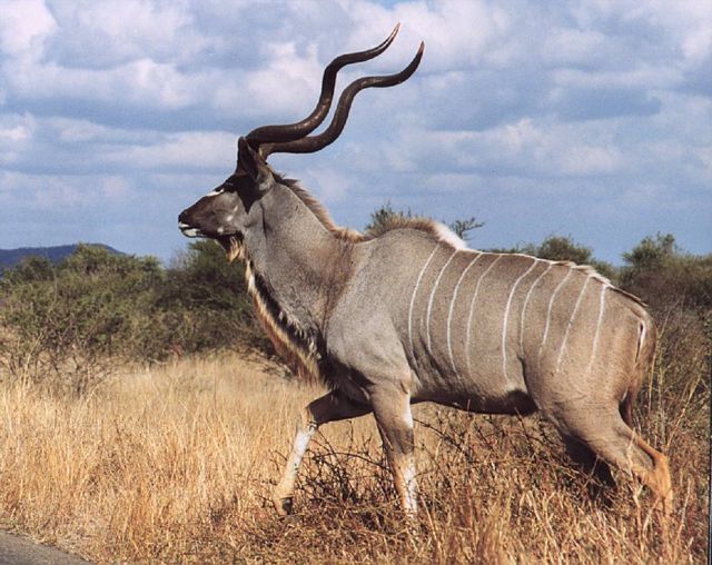 kudu-bull1