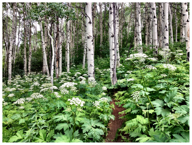 conrad-stoltz-xterra-beaver-creek-bike-course