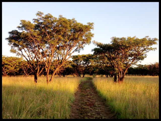 Conrad Stoltz XTERRA buffelspoort run route