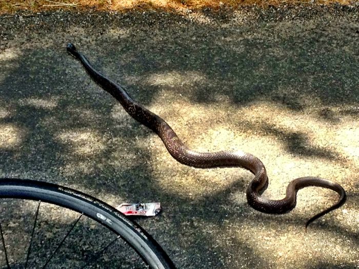 Conrad Stoltz Road snake Clif Shot