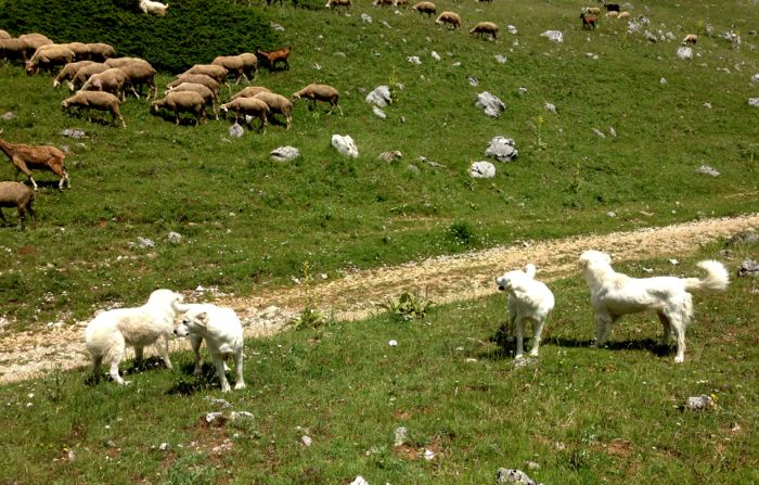 Conrad Stoltz Scanno XTERRA Italy sheep guard dogs