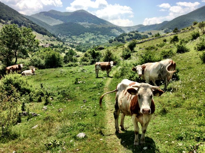 Conrad Stoltz XTERRA Italy Scanno bike course cows