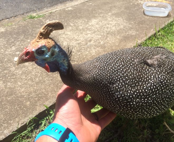 Conrad Stoltz Caveman Guineafowl