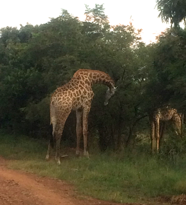 Conrad Stoltz Caveman Skills Clinic giraffe