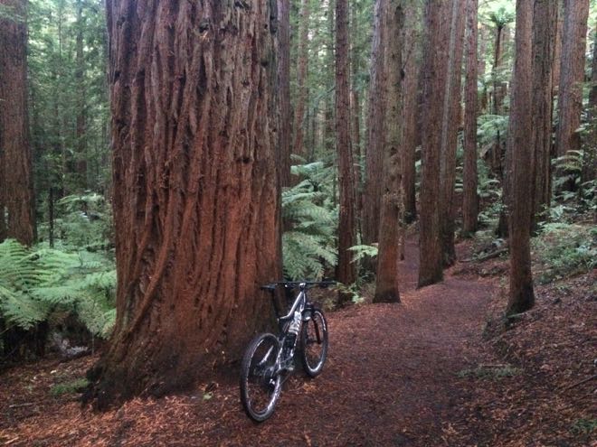 Conrad Stoltz Rotorua Redwoods